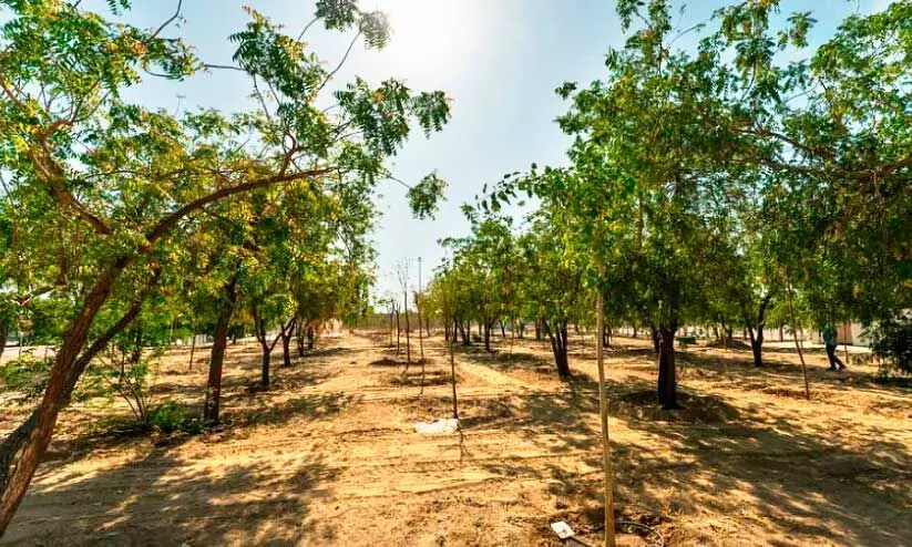 ഹ​ജ്ജ്, ഉം​റ തീ​ർ​ഥാ​ട​നം; മ​ക്ക​യി​ലെ പു​ണ്യ​സ്ഥ​ല​ങ്ങ​ളി​ൽ ഒ​രു ല​ക്ഷം മ​ര​ങ്ങ​ൾ ന​ട്ടു​​പി​ടി​പ്പി​ക്കാ​ൻ വി​പു​ല പ​ദ്ധ​തി