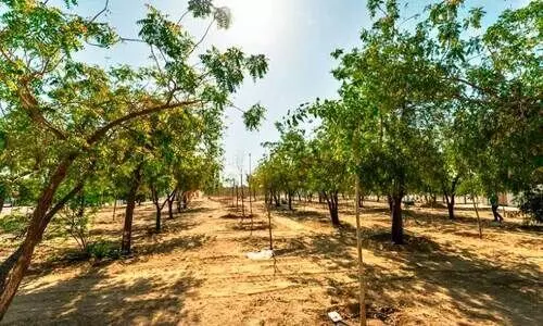 ഹ​ജ്ജ്, ഉം​റ തീ​ർ​ഥാ​ട​നം; മ​ക്ക​യി​ലെ പു​ണ്യ​സ്ഥ​ല​ങ്ങ​ളി​ൽ ഒ​രു ല​ക്ഷം മ​ര​ങ്ങ​ൾ ന​ട്ടു​​പി​ടി​പ്പി​ക്കാ​ൻ വി​പു​ല പ​ദ്ധ​തി