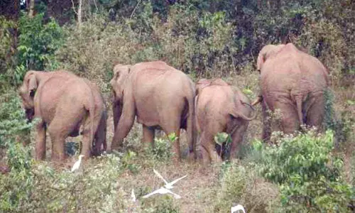 wild elephant wild elephant