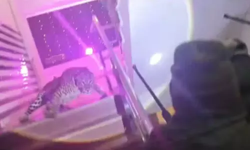 വിവാഹവേദിയിൽ അപ്രതീക്ഷിത അതിഥിയായി എത്തിയത് പുലി; ഓടിരക്ഷപ്പെട്ട് ആളുകൾ, ദൃശ്യങ്ങൾ വൈറൽ -VIDEO