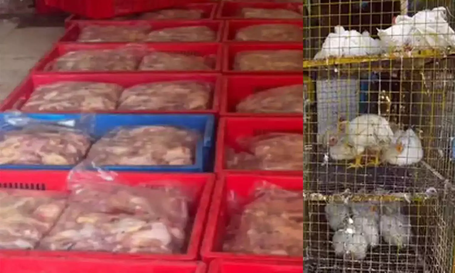 ‘കുറഞ്ഞവിലക്ക് ചീഞ്ഞ ചിക്കൻ’; കോഴിക്കടകളിൽ നടത്തിയ റെയ്ഡിൽ പിടികൂടിയത് 600 കിലോ പഴകിയ ഇറച്ചി, രണ്ടുപേർ അറസ്റ്റിൽ