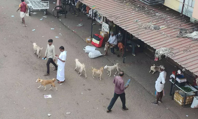 കാ​ഞ്ഞ​ങ്ങാ​ട് തെ​രു​വു​നാ​യ്​ ശ​ല്യം രൂക്ഷം