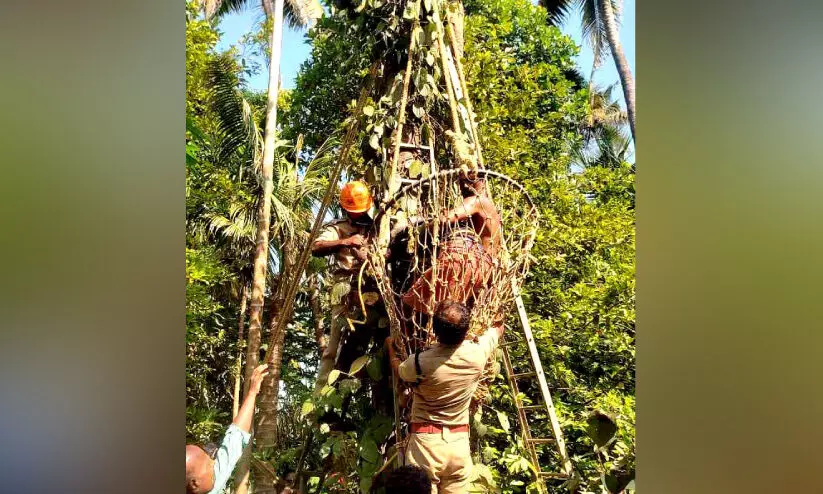 കു​രു​മു​ള​ക് പ​റി​ക്കാ​ൻ പ്ലാ​വി​ൽ ക​യ​റി; ബോ​ധ​ര​ഹി​ത​നാ​യ രാ​മ​കൃ​ഷ്ണ​ന് ര​ക്ഷ​ക​രാ​യി അ​ഗ്നി​ര​ക്ഷാ​സേ​ന
