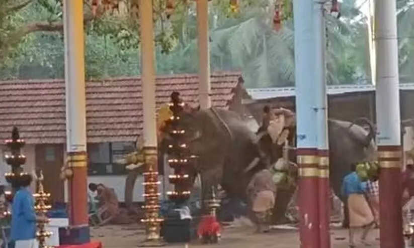 ആനയിടഞ്ഞ് മൂന്ന് പേർ മരിച്ച സംഭവം: വീഴ്ചയുണ്ടെങ്കിൽ കർശന നടപടി; രണ്ടാനകൾക്കുള്ള അനുമതിയുണ്ടായിരുന്നു -ഫോറസ്റ്റ് കൺസർവേറ്റർ