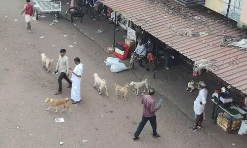 കാ​ഞ്ഞ​ങ്ങാ​ട് തെ​രു​വു​നാ​യ്​ ശ​ല്യം രൂക്ഷം