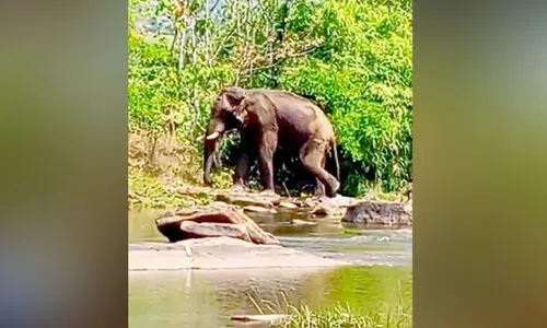 പ​രി​ക്കേ​റ്റ കാ​ട്ടാ​ന​യു​ടെ ചി​കി​ത്സ വൈ​കു​മെ​ന്ന് ആ​ശ​ങ്ക