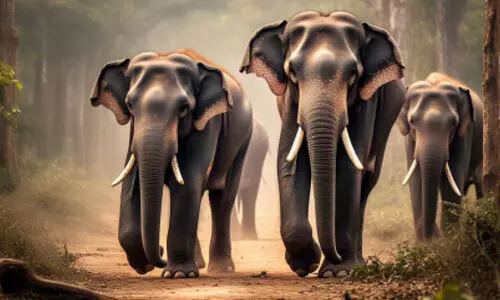 കാട്ടാനശല്യം: ആര് തരും ഞങ്ങളുടെ ജീവന് സുരക്ഷ? കാട്ടാനശല്യം: ആര് തരും ഞങ്ങളുടെ ജീവന് സുരക്ഷ?