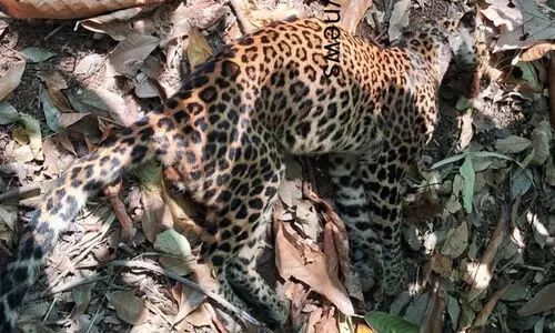 പുരയിടത്തിൽ പുലിയെ ചത്ത നിലയിൽ കണ്ടെത്തി