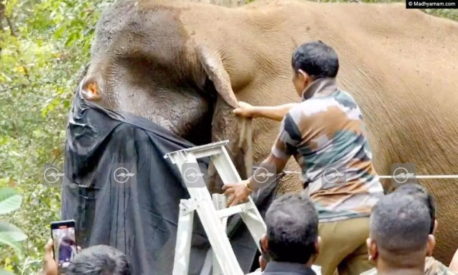 Injured Wild Elephant