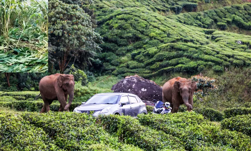 ച​വി​ട്ടി​യ​ര​ച്ച്​ കാ​ർ​ഷി​ക വി​ള​ക​ൾ; കൃ​ഷി ഉ​പേ​ക്ഷി​ച്ച്​ ക​ർ​ഷ​ക​ർ
