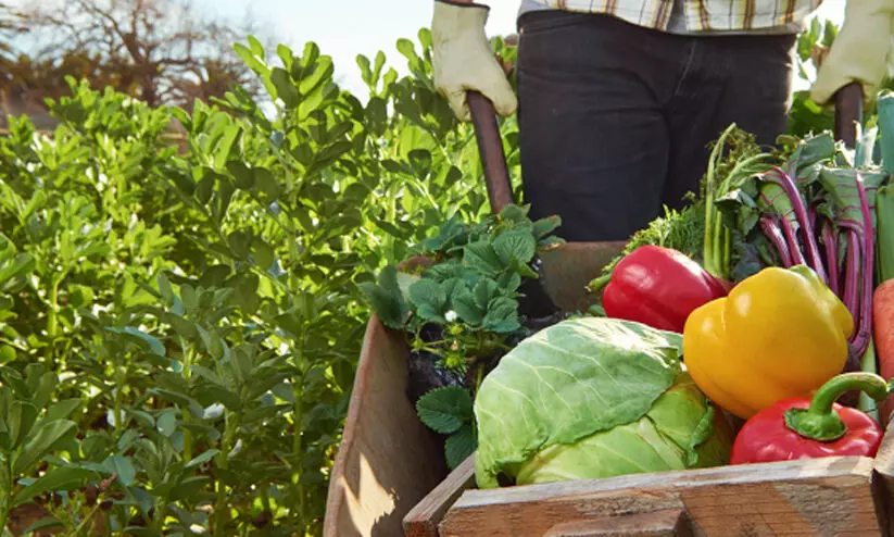 കീടനാശിനികളില്ലാത്ത മെച്ച​പ്പെട്ട ഭക്ഷണത്തിലേക്ക് തിരിഞ്ഞ് ലോകം