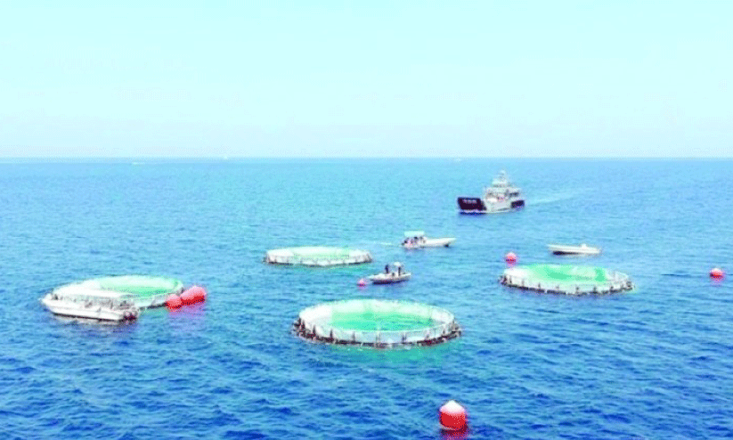 മുസന്ദത്തിലെ ആദ്യ മത്സ്യകൃഷി വിളവെടുപ്പിനൊരുങ്ങുന്നു മുസന്ദത്തിലെ ആദ്യ മത്സ്യകൃഷി വിളവെടുപ്പിനൊരുങ്ങുന്നു