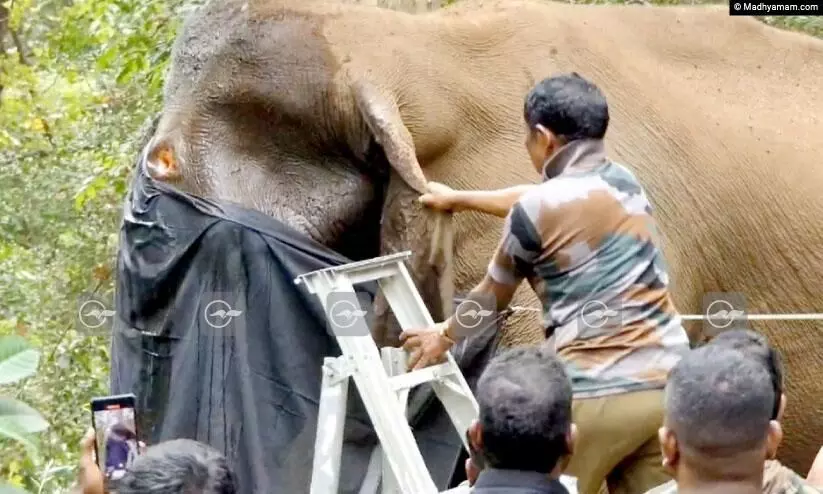 Injured Wild Elephant Injured Wild Elephant