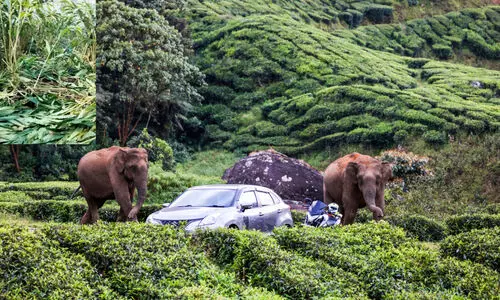 ചവിട്ടിയരച്ച് കാർഷിക വിളകൾ; കൃഷി ഉപേക്ഷിച്ച് കർഷകർ ചവിട്ടിയരച്ച് കാർഷിക വിളകൾ; കൃഷി ഉപേക്ഷിച്ച് കർഷകർ