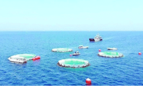 മു​സ​ന്ദ​ത്തി​ലെ ആ​ദ്യ മ​ത്സ്യ​കൃ​ഷി വി​ള​വെ​ടു​പ്പി​നൊ​രു​ങ്ങു​ന്നു