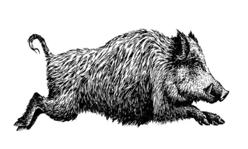 ചിറക്കരയിലും ഉളിയനാടും കാട്ടുപന്നി ശല്യം വ്യാപകം