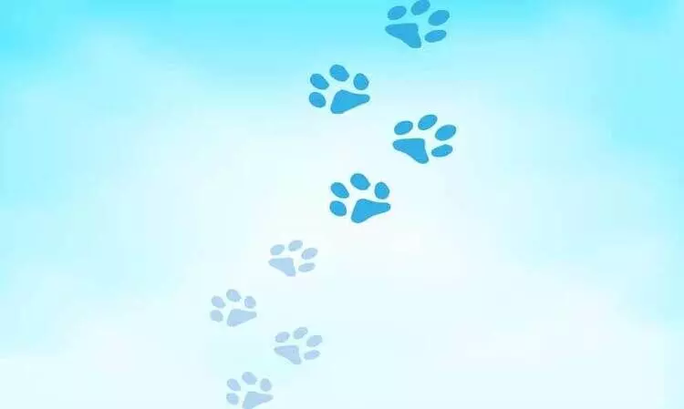 മാർജാരം