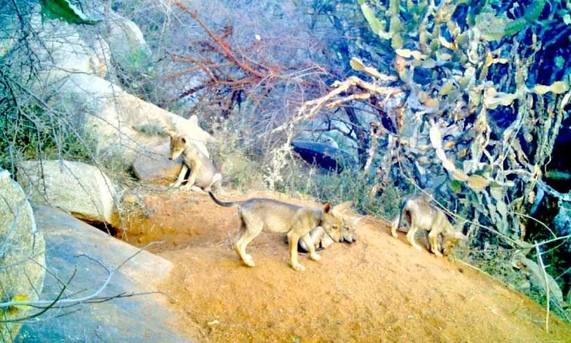 ചെ​ന്നാ​യ് സ​ങ്കേ​ത​ത്തി​ൽ അ​ഞ്ചു കു​ഞ്ഞു​ങ്ങ​ൾ പി​റ​ന്നു