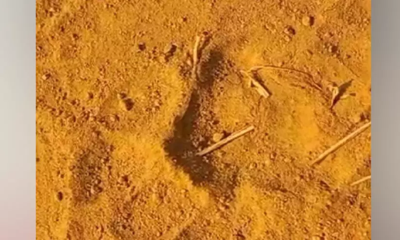 തലപ്പുഴയിൽ വീണ്ടും കടുവ ഭീതി തലപ്പുഴയിൽ വീണ്ടും കടുവ ഭീതി