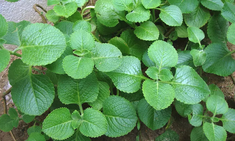 panikoorka 09898 panikoorka 09898