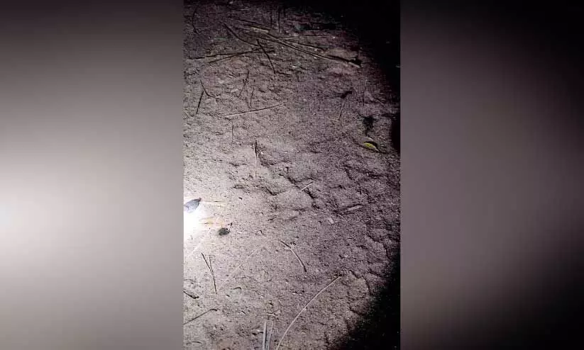 ജ​ന​വാ​സ മേ​ഖ​ല​യി​ൽ പു​ലി ഭീ​തി