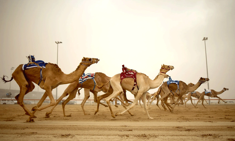 അ​ൽ ദൈ​ദി​ൽ ഒ​ട്ട​ക​ങ്ങ​ൾ ക​ള​ത്തി​ലി​റ​ങ്ങു​ന്നു