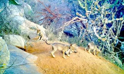 ചെ​ന്നാ​യ് സ​ങ്കേ​ത​ത്തി​ൽ അ​ഞ്ചു കു​ഞ്ഞു​ങ്ങ​ൾ പി​റ​ന്നു