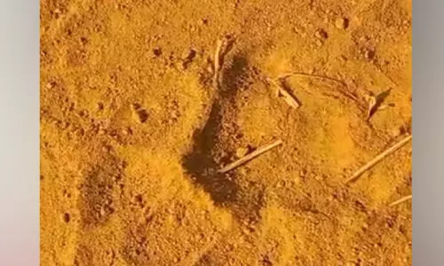 തലപ്പുഴയിൽ വീണ്ടും കടുവ ഭീതി