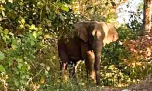 പീ​രു​മേ​ട്ടി​ൽ​ ജ​ന​വാ​സ മേ​ഖ​ല​യി​ൽ കാ​ട്ടാ​ന