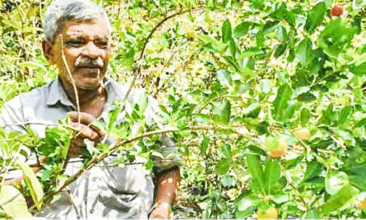പഴവർഗ സമൃദ്ധിയിൽ റാഫിയുടെ വീട്