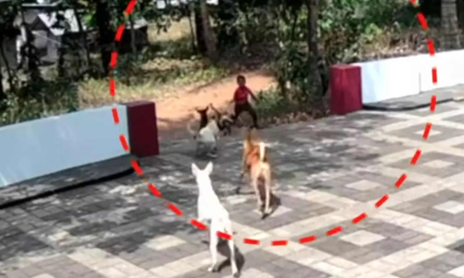 ‘ഏഴ് നായ്ക്കള് പിന്നാലെ വന്നു, ഞാൻ സൗണ്ട് ണ്ടാക്കീട്ടും ​പോയില്ല, അപ്പോ ഞാൻ മണ്ടി...’ -ഭീതി വിട്ടുമാറാതെ കുഞ്ഞു ആഷിർ