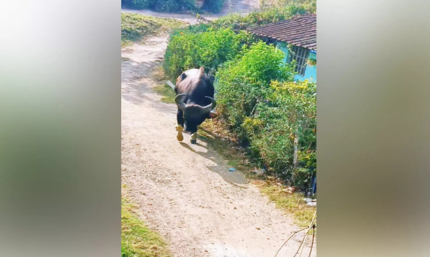 നിരത്തിലിറങ്ങി കാട്ടു​പോത്തുകൾ; വിറച്ച്​ യാത്രക്കാർ