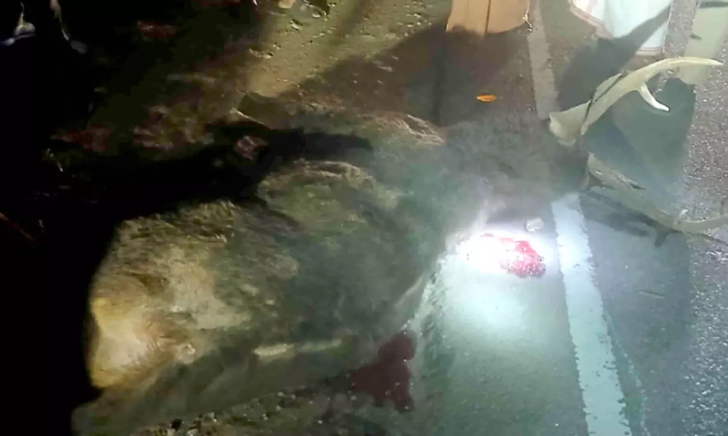 ലോറിയിടിച്ച് മ്ലാവിന് ദാരുണാന്ത്യം