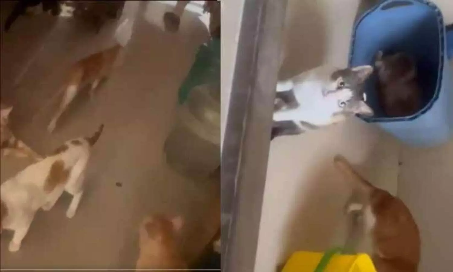 നാറ്റം സഹിക്കവയ്യ! പരിശോധനയിൽ കണ്ടത് മൂന്നുമുറി ഫ്ലാറ്റിൽ 300 പൂച്ചകൾ; അടിഞ്ഞുകൂടി കാഷ്ടവും മൂത്രവും..