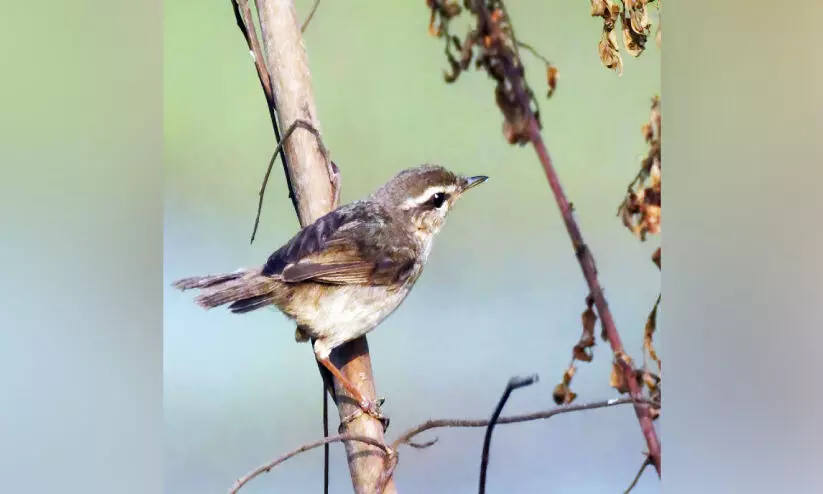 ജില്ലയിലെ പക്ഷി കുടുംബത്തിലേക്ക് പുതിയ അതിഥി ജില്ലയിലെ പക്ഷി കുടുംബത്തിലേക്ക് പുതിയ അതിഥി