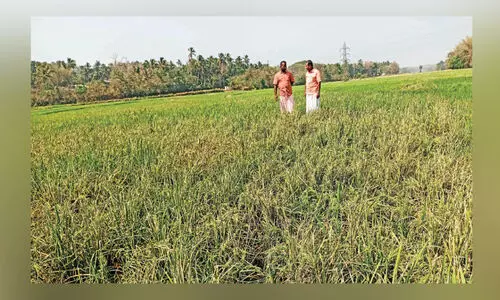 തെഞ്ചേരിപാടത്ത് ഓലകരിച്ചിൽ രോഗം പടരുന്നു;    26 ഏക്കർനെൽകൃഷി ഭീഷണിയിൽ