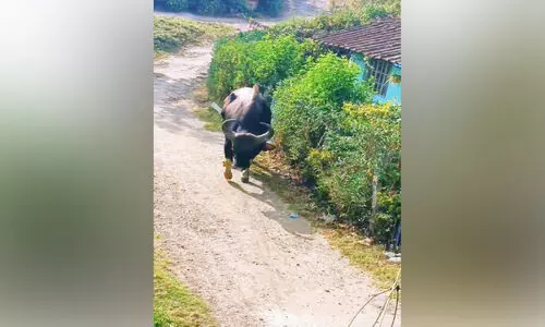 നിരത്തിലിറങ്ങി കാട്ടുപോത്തുകൾ; വിറച്ച് യാത്രക്കാർ നിരത്തിലിറങ്ങി കാട്ടുപോത്തുകൾ; വിറച്ച് യാത്രക്കാർ