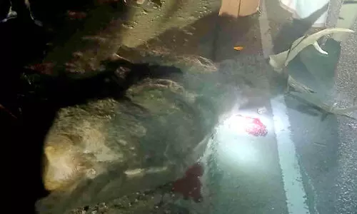 ലോറിയിടിച്ച് മ്ലാവിന് ദാരുണാന്ത്യം