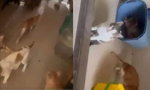 നാറ്റം സഹിക്കവയ്യ! പരിശോധനയിൽ കണ്ടത് മൂന്നുമുറി ഫ്ലാറ്റിൽ 300 പൂച്ചകൾ; അടിഞ്ഞുകൂടി കാഷ്ടവും മൂത്രവും..