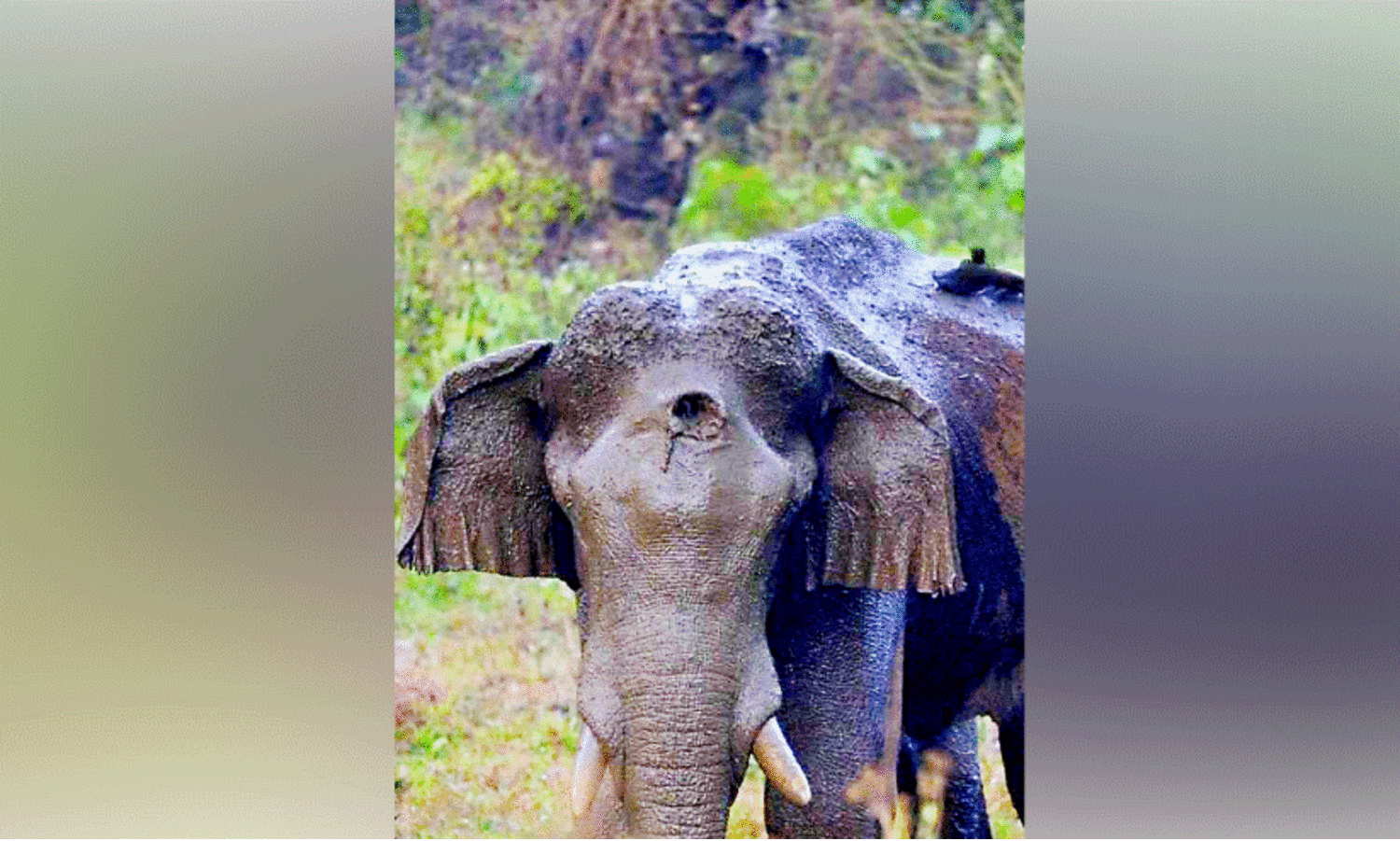 മുറിവേറ്റ കാട്ടാനയെ ഇന്ന് മയക്കുവെടി ​െവച്ചേക്കും