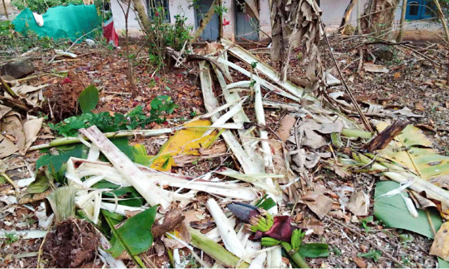 ചൊക്കനയില്‍ തൊഴിലാളികളുടെ വാസസ്ഥലത്ത് കാട്ടാന