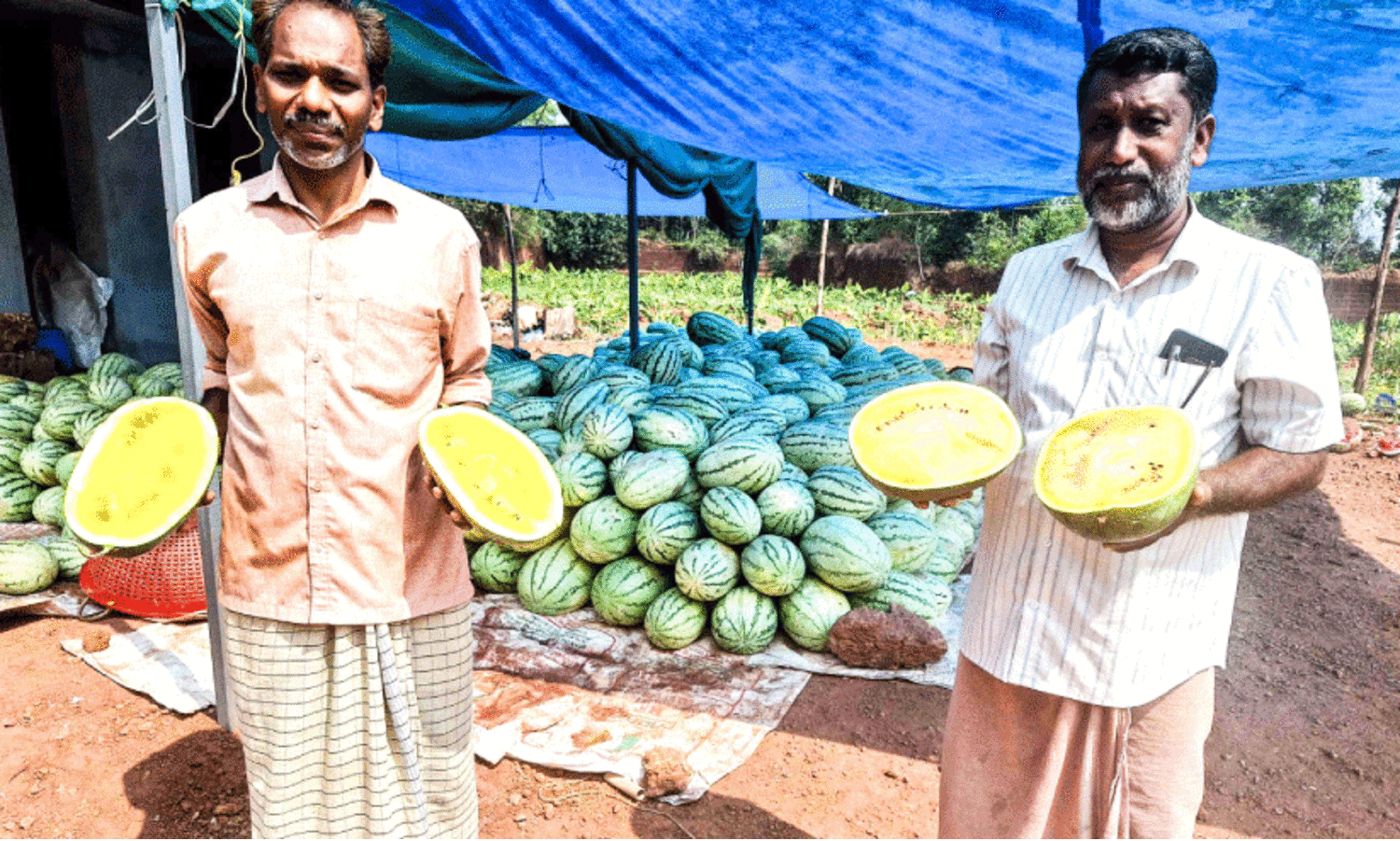 ത​രി​ശ് കിട​ന്ന ചെ​ങ്ക​ൽ ക്വാ​റി​യി​ൽ നൂ​റു​മേ​നി വി​ള​യി​ച്ച് യു​വ​ക​ർ​ഷ​ക​ർ