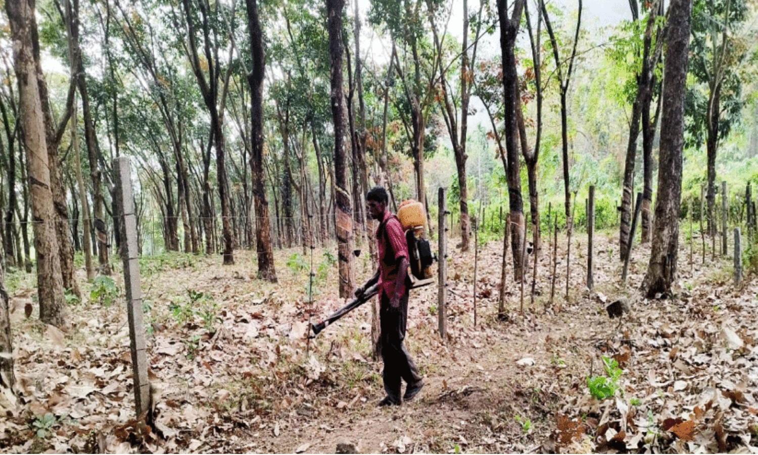 വേ​ന​ൽ​ചൂ​ടും തീ​യും;   റ​ബ​ർ തോ​ട്ട​ങ്ങ​ളി​ൽ പ്ര​തി​രോ​ധ പ്ര​വ​ർ​ത്ത​നം സജീവം