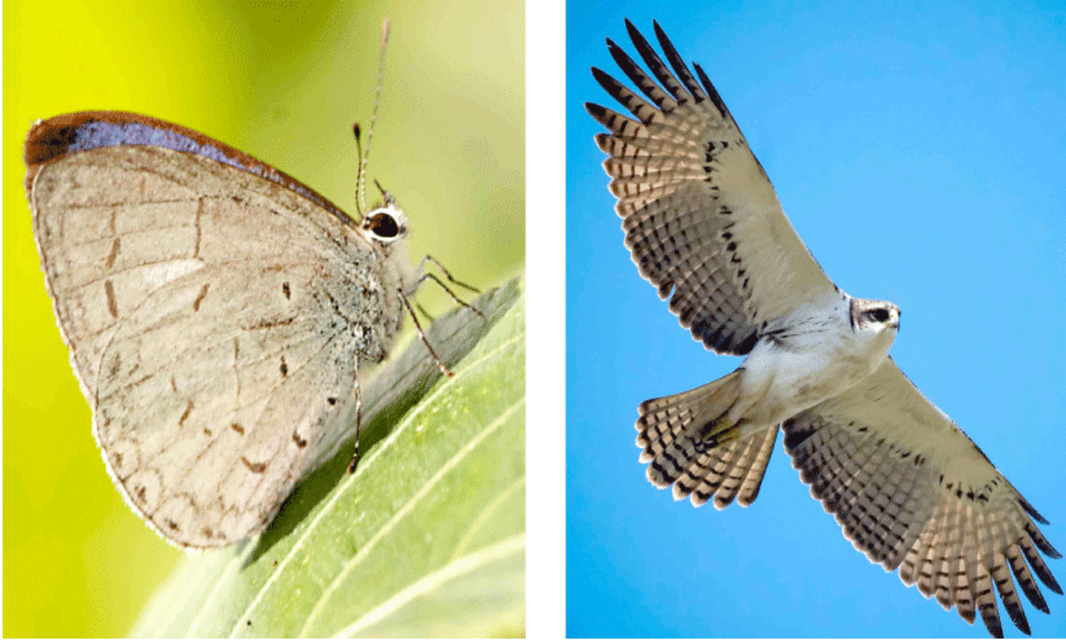 പറമ്പിക്കുളം കടുവസങ്കേതത്തിൽ 15 പുതിയ ജീവികളുടെ സാന്നിധ്യം