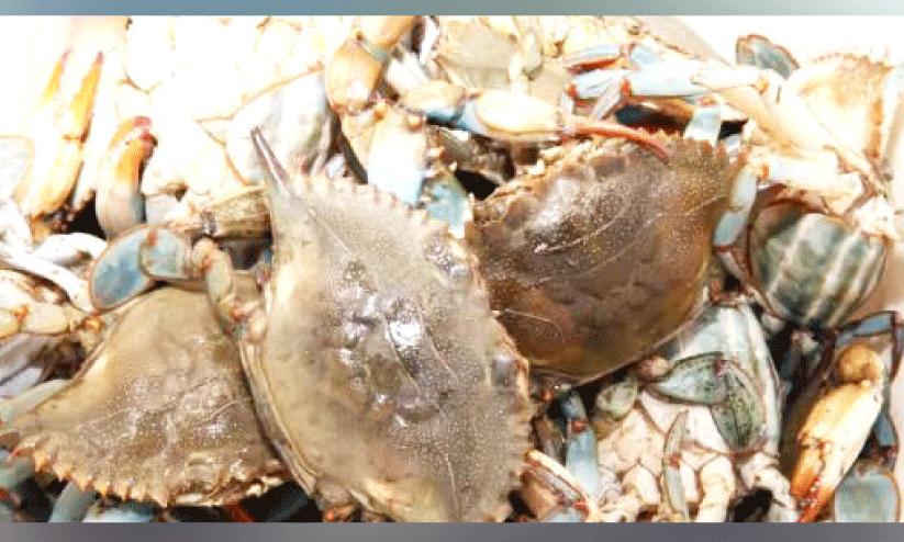 സം​ര​ക്ഷി​ത മേ​ഖ​ല​ക​ളി​ൽ​നി​ന്ന് 364 കി​ലോ ഞ​ണ്ടു​ക​ളെ പി​ടി​ച്ച നാ​ലു​പേ​ർ പി​ടി​യി​ൽ