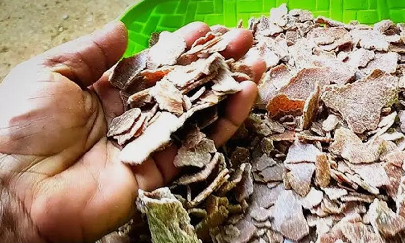 kadalappinnak 897987