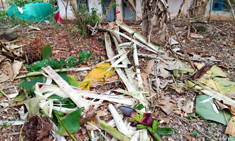 ചൊക്കനയില്‍ തൊഴിലാളികളുടെ വാസസ്ഥലത്ത് കാട്ടാന