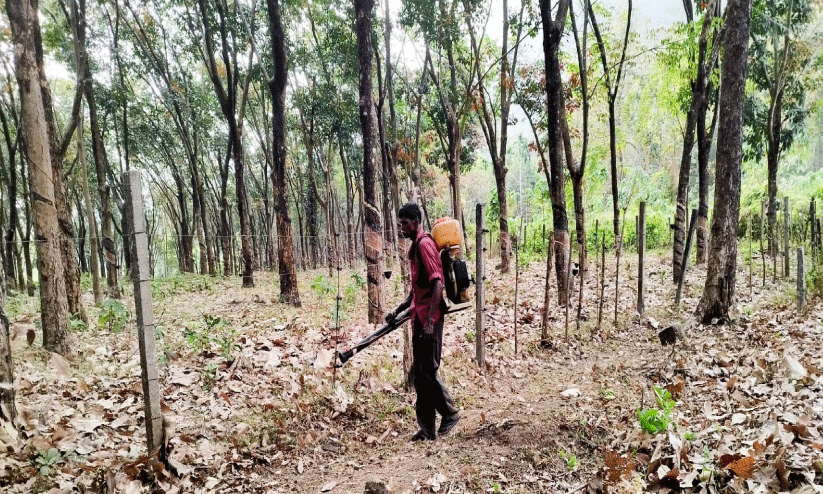 വേനൽചൂടും തീയും; റബർ തോട്ടങ്ങളിൽ പ്രതിരോധ പ്രവർത്തനം സജീവം വേനൽചൂടും തീയും; റബർ തോട്ടങ്ങളിൽ പ്രതിരോധ പ്രവർത്തനം സജീവം