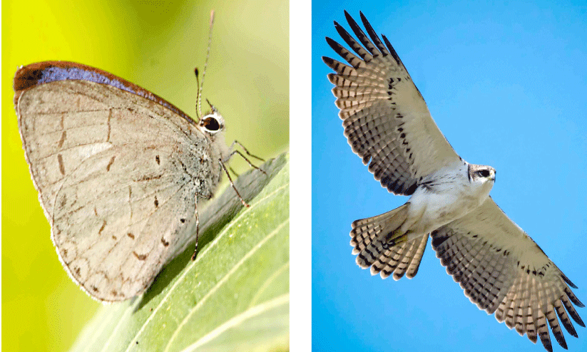 പറമ്പിക്കുളം കടുവസങ്കേതത്തിൽ 15 പുതിയ ജീവികളുടെ സാന്നിധ്യം