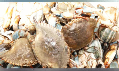 സം​ര​ക്ഷി​ത മേ​ഖ​ല​ക​ളി​ൽ​നി​ന്ന് 364 കി​ലോ ഞ​ണ്ടു​ക​ളെ പി​ടി​ച്ച നാ​ലു​പേ​ർ പി​ടി​യി​ൽ